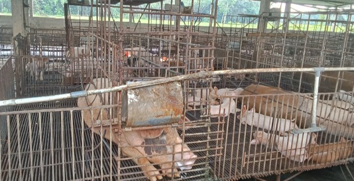 Budidaya Peternakan Penggemukan B2 Didesa Sidowaluyo Tak Pasang Plang,Ini Tanggapan LSM PRL