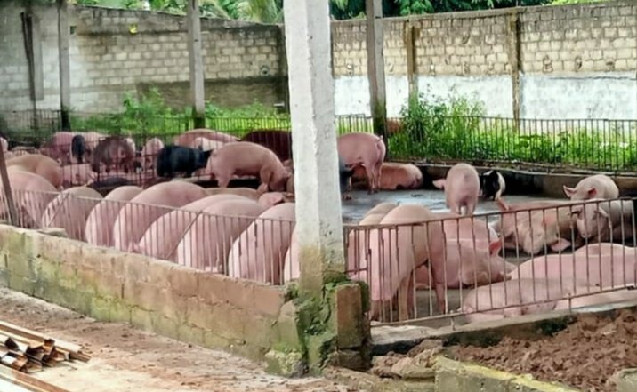 Budidaya Peternakan Babi (B2) Didesa Sidowaluyo Diduga Ilegal, Nyoman Tak Dapat Memperlihatkan  Izin